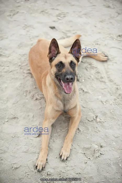 : Hollandse Herdershond, Dutch Shepherd, lying on : Hollandse Herdershond, Dutch Shepherd, lying on
