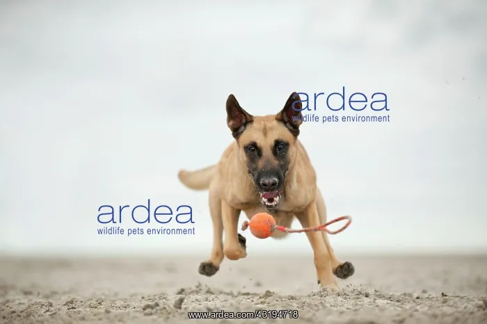 : Hollandse Herdershond, Dutch Shepherd playing with : Hollandse Herdershond, Dutch Shepherd playing with