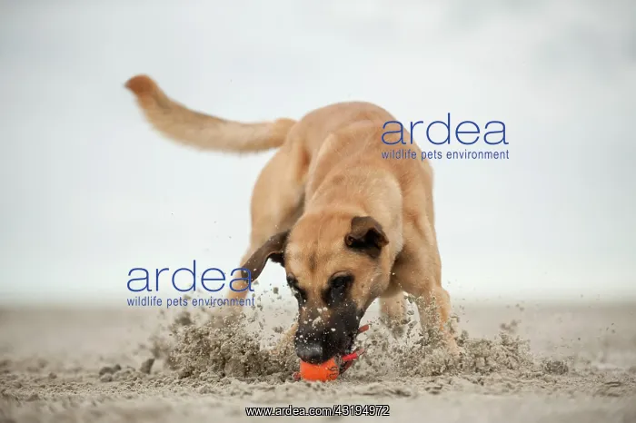 : Hollandse Herdershond, Dutch Shepherd playing with : Hollandse Herdershond, Dutch Shepherd playing with