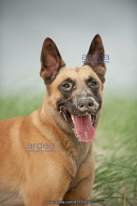 : Hollandse Herdershond, Dutch Shepherd, portrait : Hollandse Herdershond, Dutch Shepherd, portrait