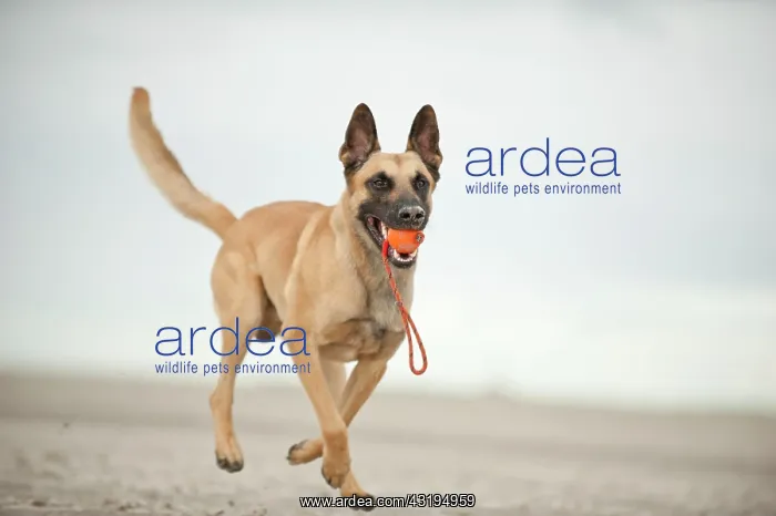: Hollandse Herdershond, Dutch Shepherd retrieving : Hollandse Herdershond, Dutch Shepherd retrieving