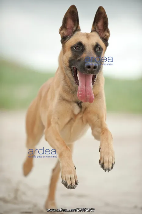 : Hollandse Herdershond, Dutch Shepherd running on : Hollandse Herdershond, Dutch Shepherd running on
