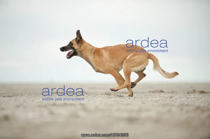 : Hollandse Herdershond, Dutch Shepherd, running along : Hollandse Herdershond, Dutch Shepherd, running along