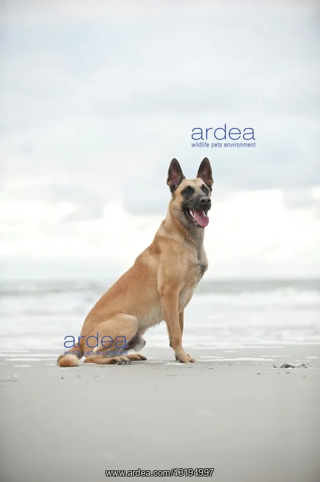 : Hollandse Herdershond, Dutch Shepherd, sitting on : Hollandse Herdershond, Dutch Shepherd, sitting on
