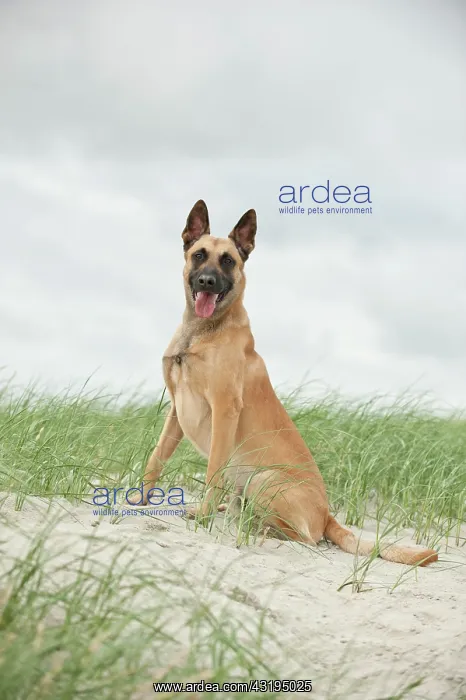 : Hollandse Herdershond, Dutch Shepherd sitting on : Hollandse Herdershond, Dutch Shepherd sitting on