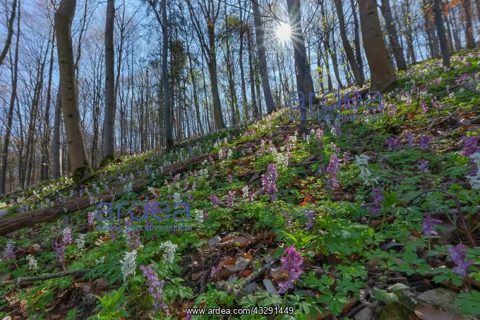  : Hollowroot - dense carpet of pink and white flowering hollow
