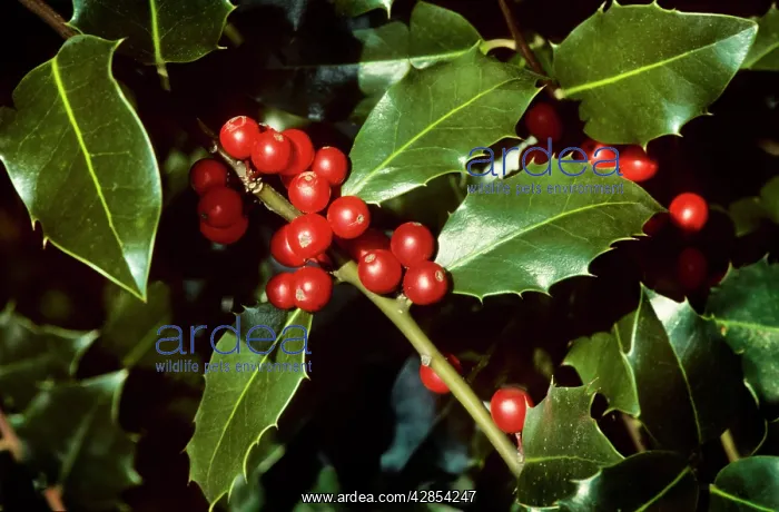 : Holly - with berries : Holly - with berries