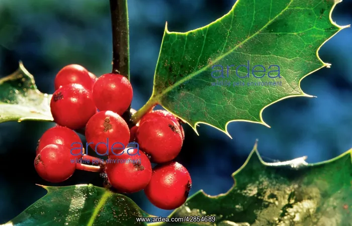: Holly with berries : Holly with berries