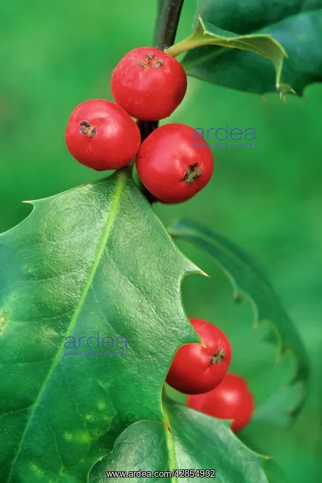 : Holly with berries : Holly with berries