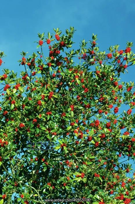 : HOLLY WITH BERRIES : HOLLY WITH BERRIES
