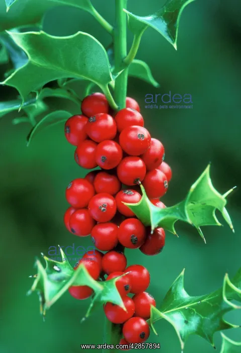 : HOLLY - and berries : HOLLY - and berries
