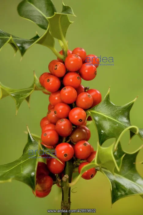 : Holly with berries : Holly with berries
