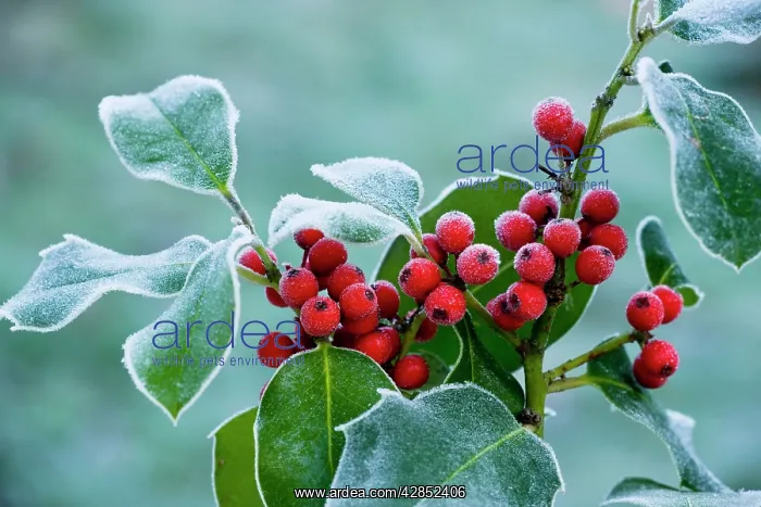 : Holly Berries - covered with hoar frost : Holly Berries - covered with hoar frost