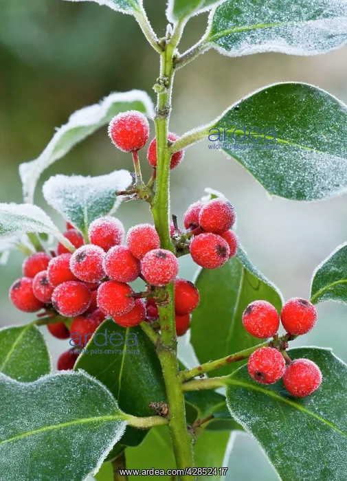 : Holly Berries - covered with hoar frost : Holly Berries - covered with hoar frost