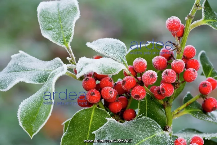 : Holly Berries - covered with hoar frost : Holly Berries - covered with hoar frost