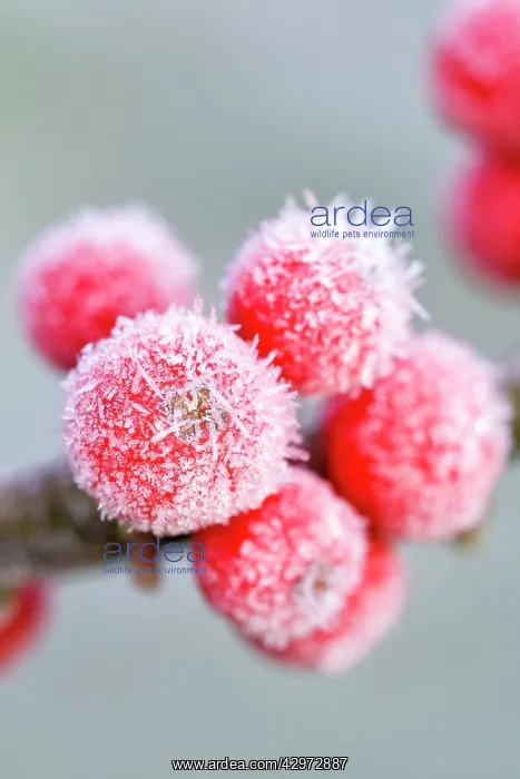 : Holly Berries - with covering of frost : Holly Berries - with covering of frost