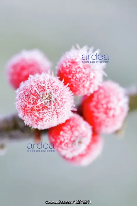 : Holly Berries - with covering of frost : Holly Berries - with covering of frost