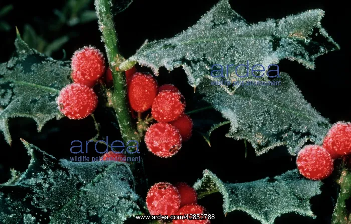 : HOLLY berries with ice in winter : HOLLY berries with ice in winter