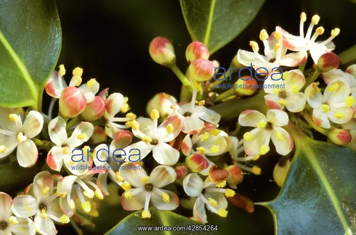 : Holly - in blossom : Holly - in blossom