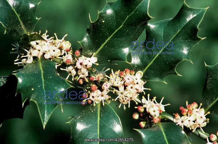 : Holly - in blossom : Holly - in blossom