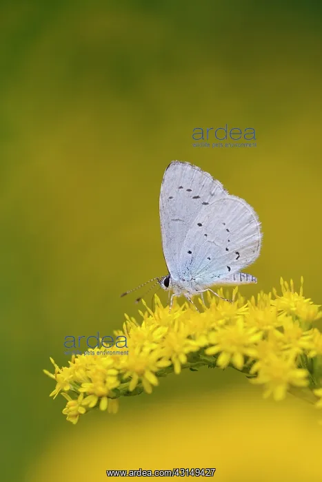 : Holly Blue : Holly Blue