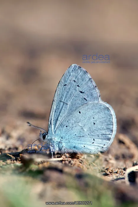 : Holly Blue Butterfly : Holly Blue Butterfly