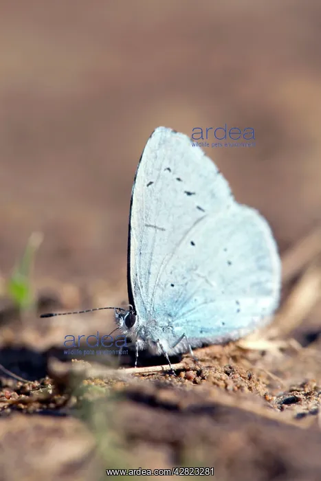 : Holly Blue Butterfly : Holly Blue Butterfly