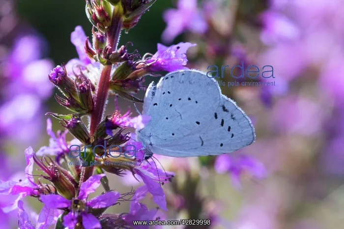 : Holly Blue Butterfly - feeding on garden flower : Holly Blue Butterfly - feeding on garden flower