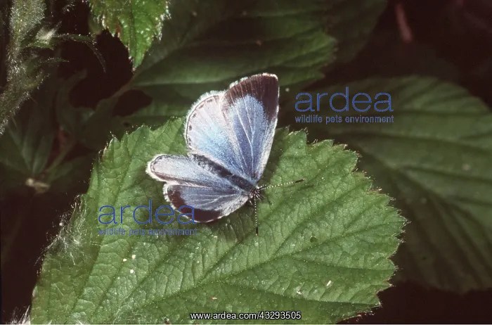 : HOLLY BLUE BUTTERFLY - female resting on leaf : HOLLY BLUE BUTTERFLY - female resting on leaf
