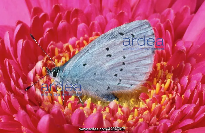 : Holly Blue BUTTERFLY - on gerbera : Holly Blue BUTTERFLY - on gerbera