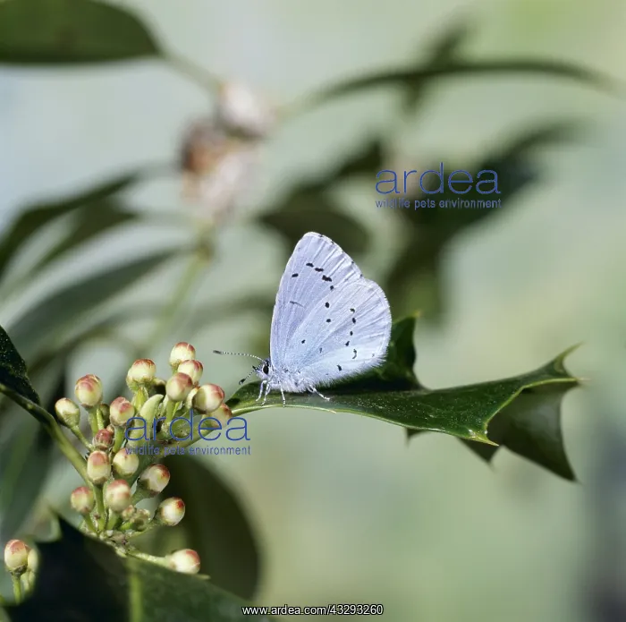 : HOLLY BLUE BUTTERFLY - Sitting on holly leaf : HOLLY BLUE BUTTERFLY - Sitting on holly leaf