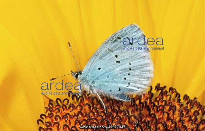 : Holly Blue BUTTERFLY - on sunflower : Holly Blue BUTTERFLY - on sunflower