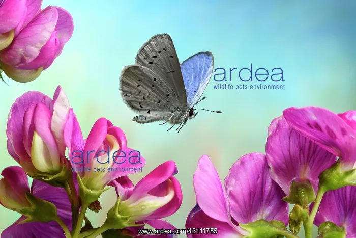 : Holly Blue (Celastrina argiolus) in flight on the : Holly Blue (Celastrina argiolus) in flight on the