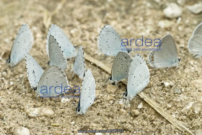 : Holly Blues with one Short-tailed Blue Butterfly : Holly Blues with one Short-tailed Blue Butterfly