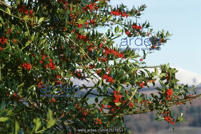  : HOLLY - bush with berries
