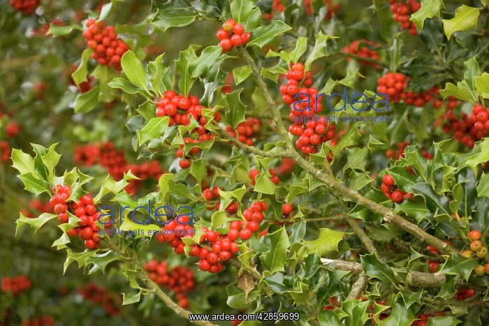 : Holly bush laden with berries : Holly bush laden with berries