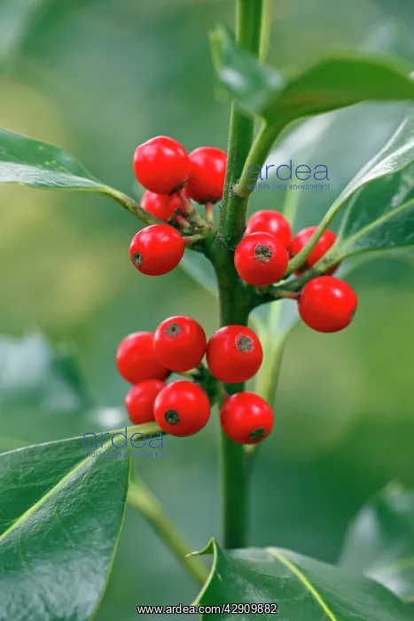: Holly - close up of berries and leaves : Holly - close up of berries and leaves