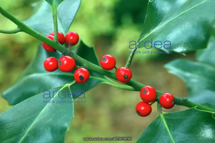  : Holly - close up of berries and leaves