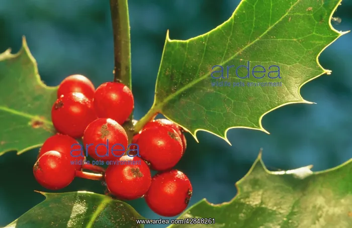 : Holly - close-up of berries : Holly - close-up of berries