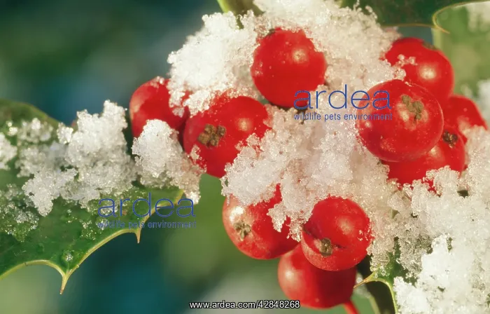 : Holly - close-up of berries with snow : Holly - close-up of berries with snow
