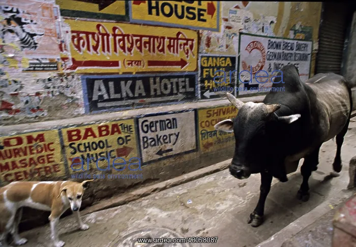 : Holly cow and dog in the streets of Varanaci India : Holly cow and dog in the streets of Varanaci India