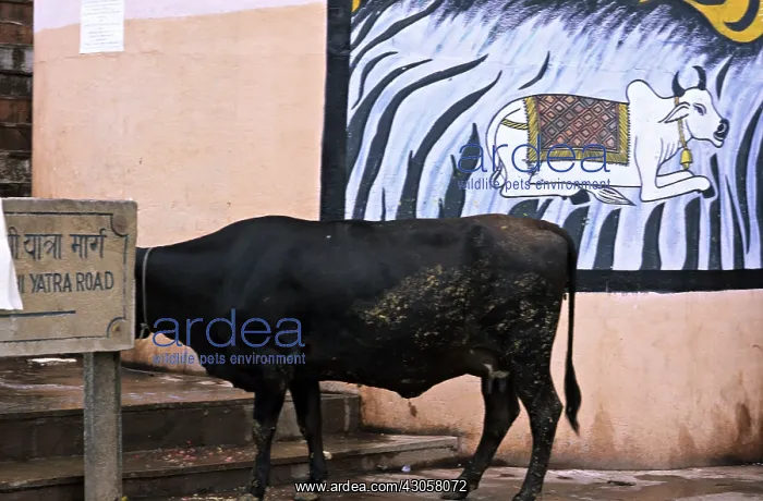 : Holly cow and drawing to cow Varanaci India : Holly cow and drawing to cow Varanaci India
