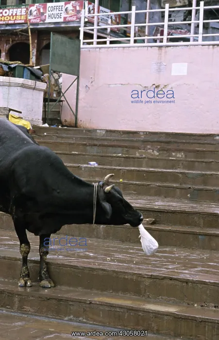 : Holly cow eating a plastic bag Varanaci India : Holly cow eating a plastic bag Varanaci India