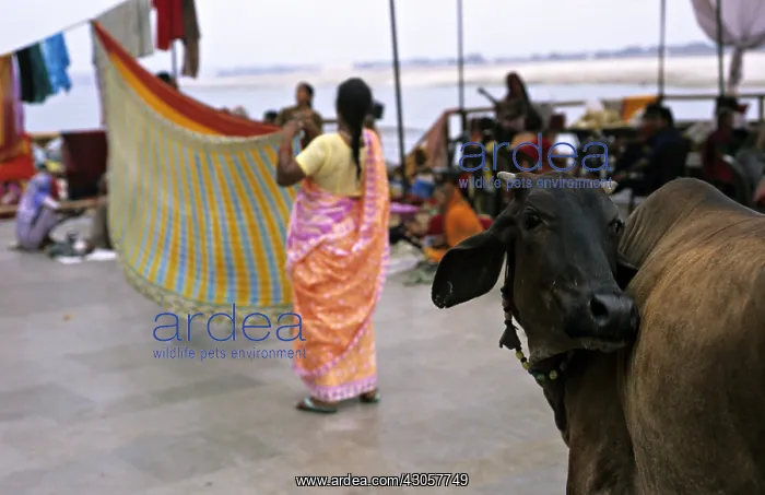 : Holly cow and extending women's clothes Varanaci India : Holly cow and extending women's clothes Varanaci India