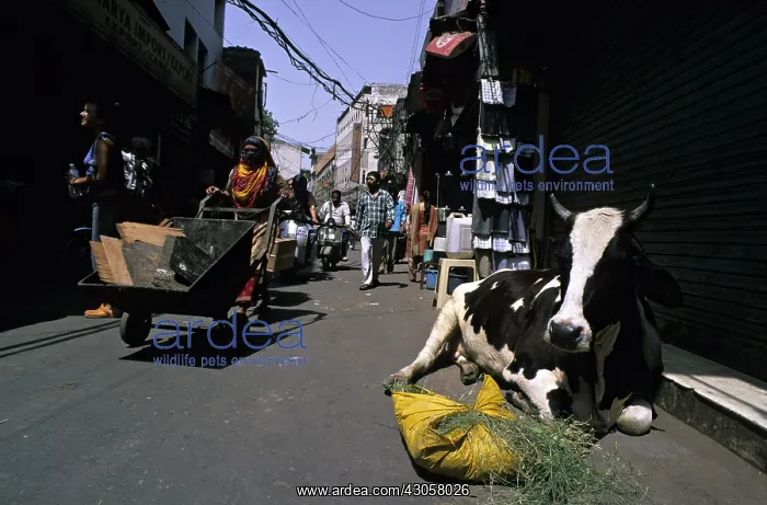 : Holly cow and hay in the street of Dehli India : Holly cow and hay in the street of Dehli India