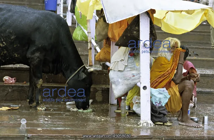 : Holly cow in the rain in the streets of Varanaci India : Holly cow in the rain in the streets of Varanaci India