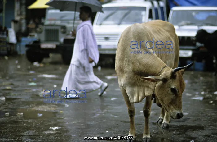 : Holly cow in the rain in the streets of Varanaci India : Holly cow in the rain in the streets of Varanaci India