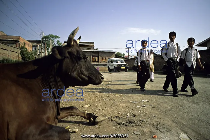 : Holly cow and school boys in the streets of Srinagar Inde : Holly cow and school boys in the streets of Srinagar Inde