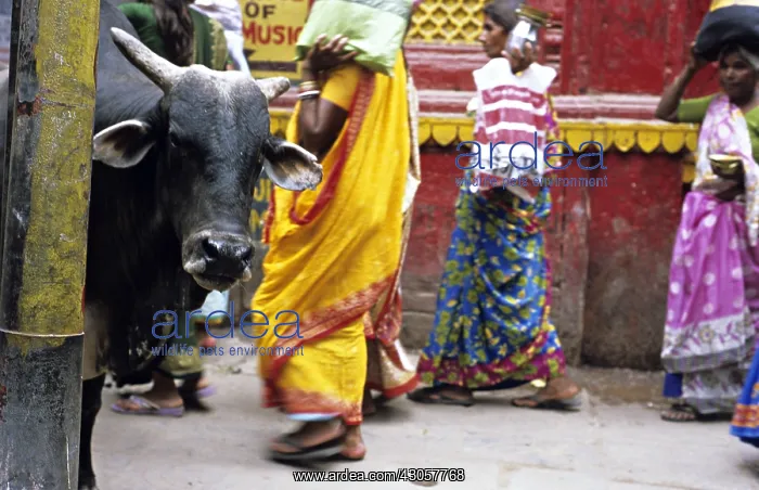 : Holly cow and women in the streets of Varanaci India : Holly cow and women in the streets of Varanaci India