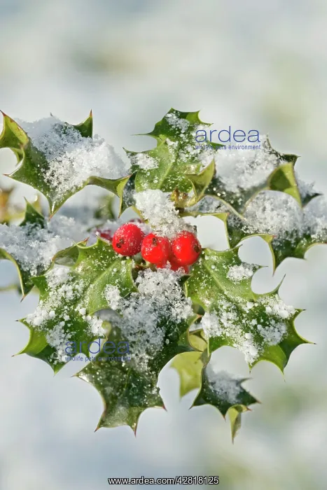 : Holly E with frosted berries : Holly E with frosted berries